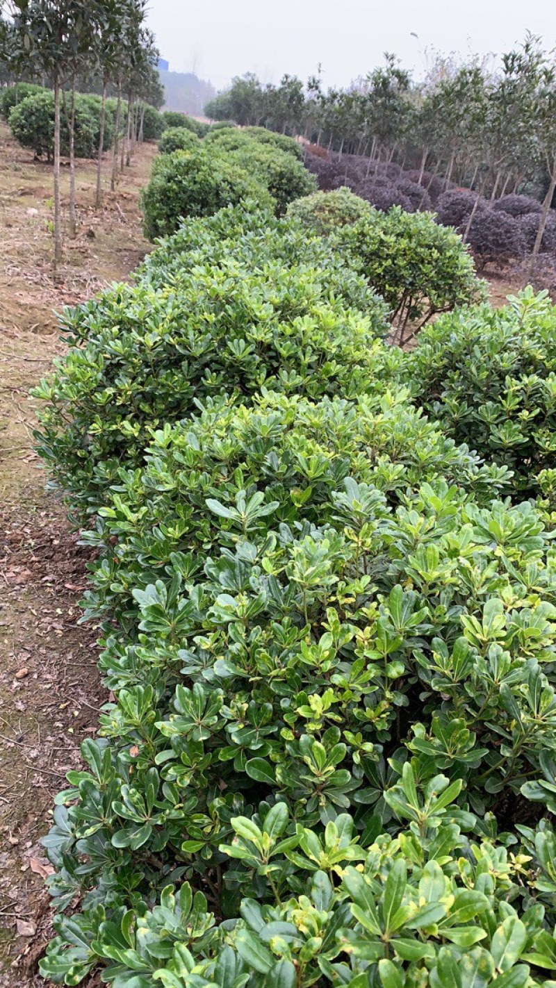 【精选】海桐球，目前的大规格，成片的海桐规格多样