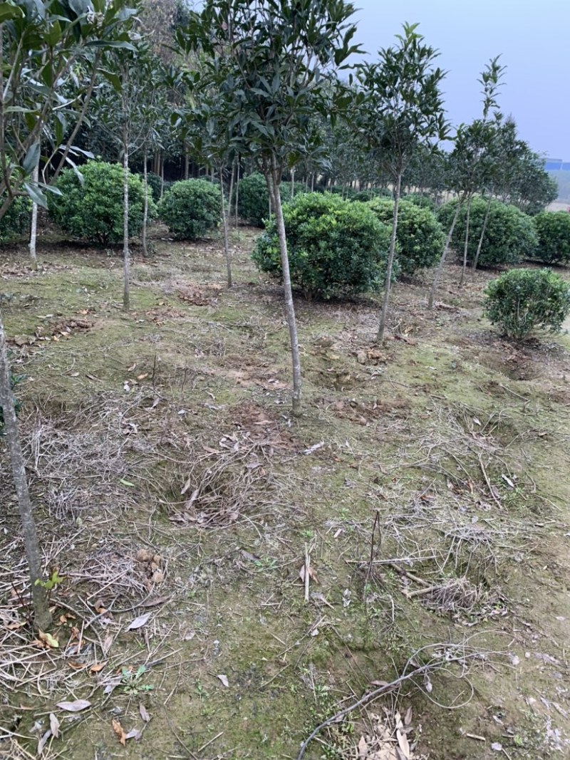 【精选】海桐球，目前的大规格，成片的海桐规格多样