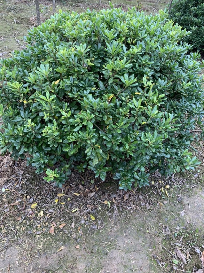 【精选】海桐球，目前的大规格，成片的海桐规格多样