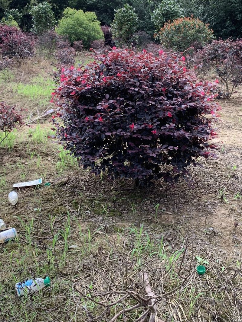 红花继木，杯苗与大桶苗，紧跟其后的是苗木基地产量供应！