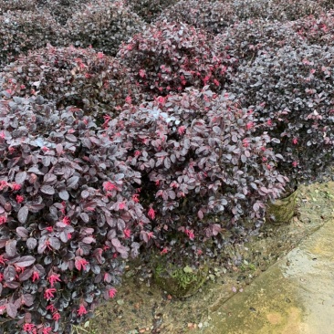红花继木，杯苗与大桶苗，紧跟其后的是苗木基地产量供应！