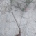 【有好货】大山里自然生长的迎春花，无人工培育纯野生产地直供