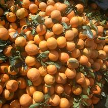 纽荷尔脐橙：原汁原味、果皮光滑
