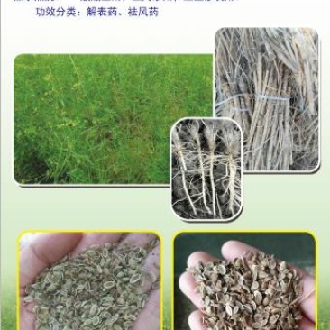 防风种子，防风苗子，防风药材