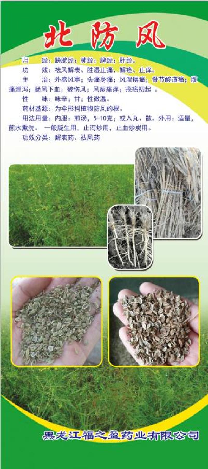 防风种子，防风苗子，防风药材