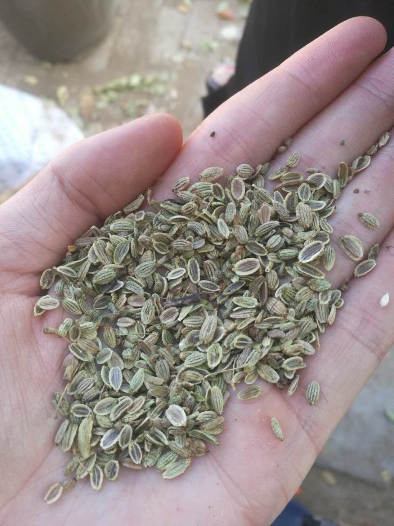 防风种子，防风苗子，防风药材