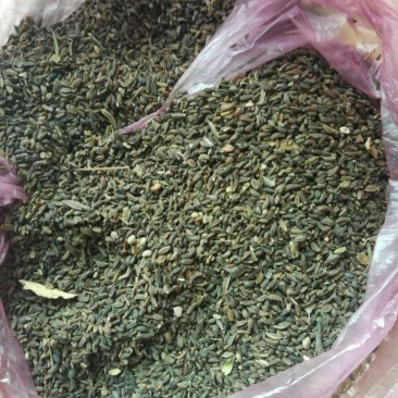 柴胡，柴胡种子，红柴胡种子