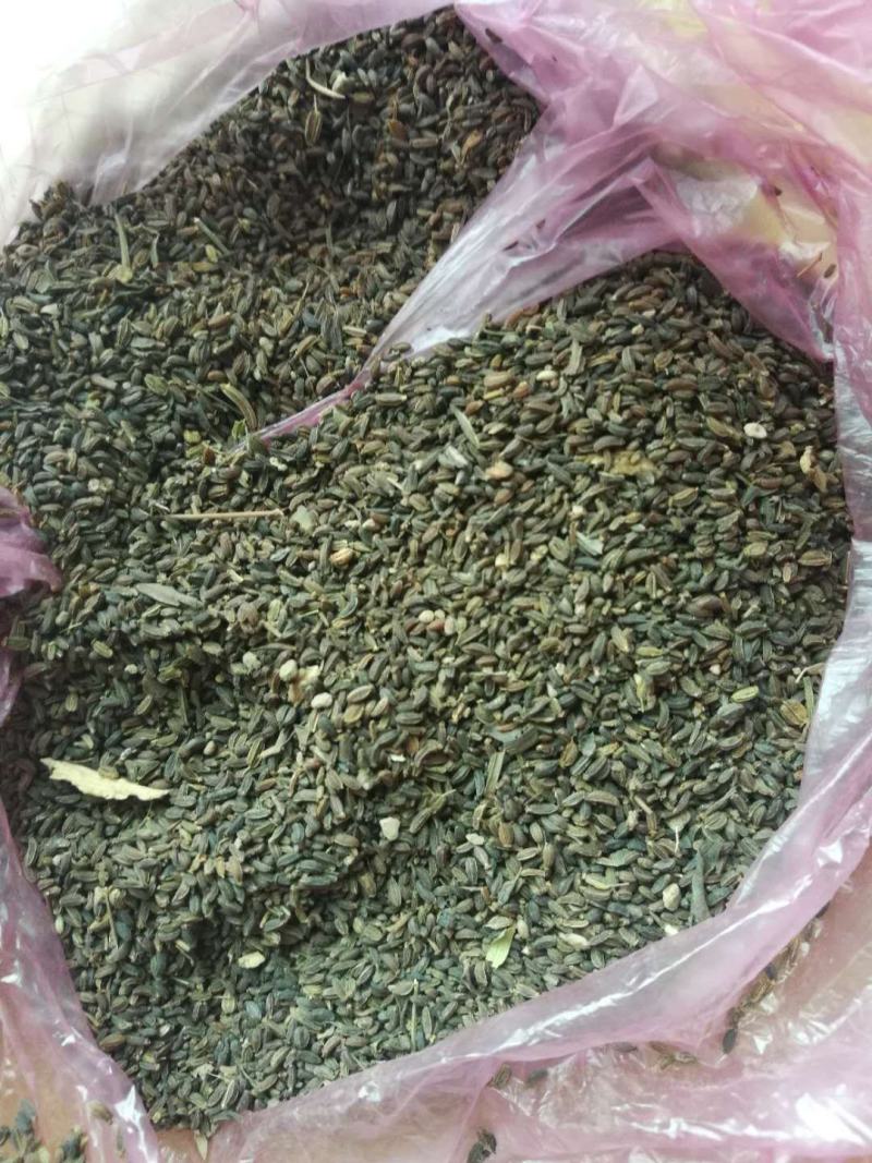 柴胡，柴胡种子，红柴胡种子