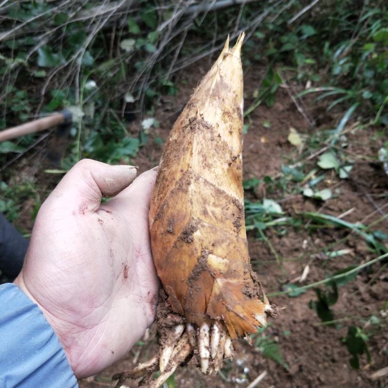 冬笋新鲜现挖湖南野生蔬菜大毛竹笋子尖甜嫩黄泥笋非小春笋干