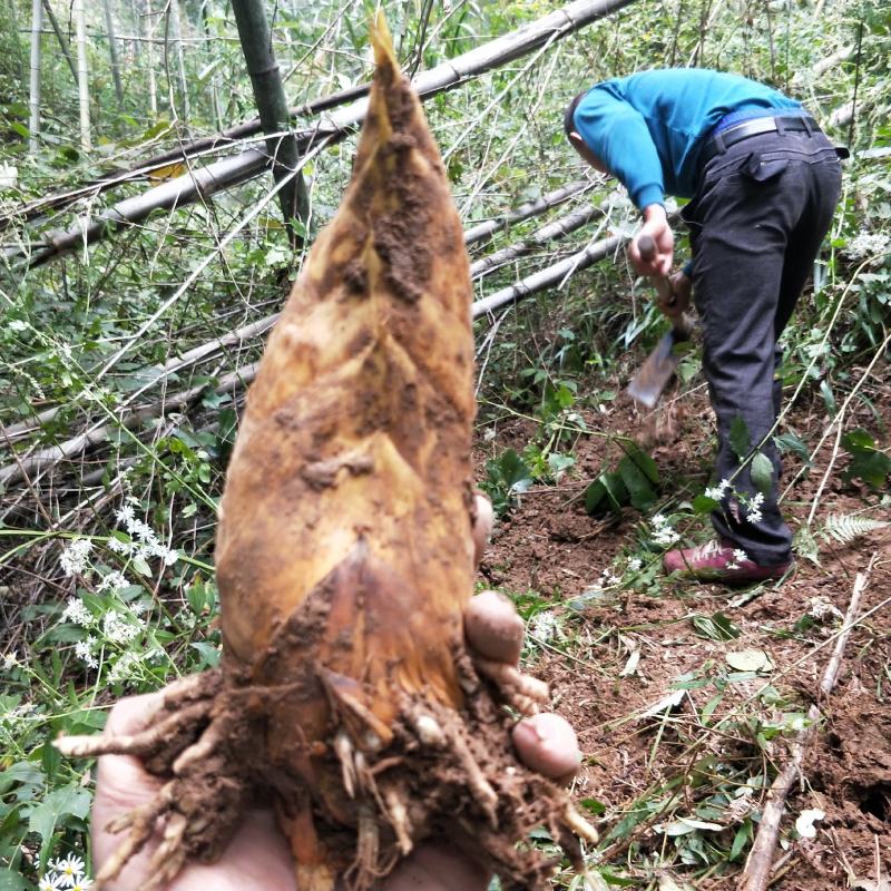 冬笋新鲜现挖湖南野生蔬菜大毛竹笋子尖甜嫩黄泥笋非小春笋干