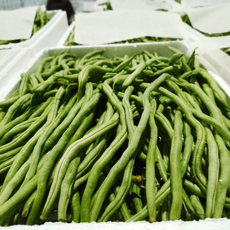 产地直供云南豆王无丝豆、架豆王、无筋豆