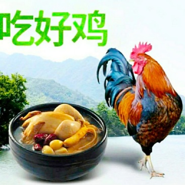 农家土公鸡营养滋补美味活杀现发整只包邮