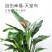 天堂鸟植物室内大型盆栽鹤望兰客厅办公室花卉网红绿植