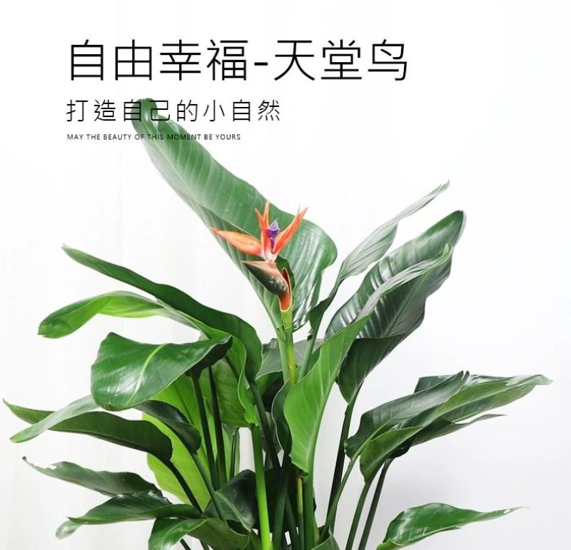 天堂鸟植物室内大型盆栽鹤望兰客厅办公室花卉网红绿植