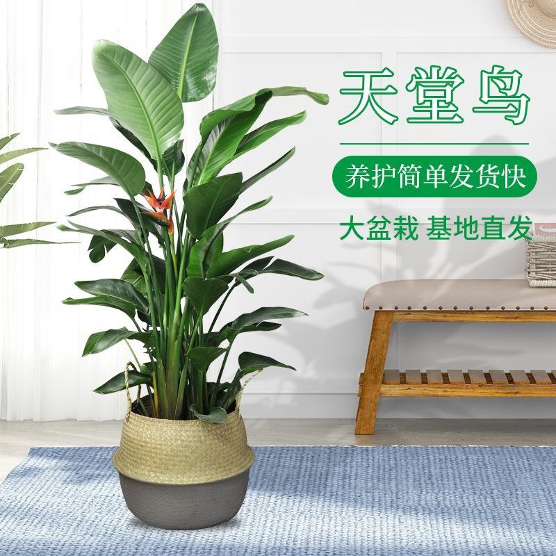 天堂鸟植物室内大型盆栽鹤望兰客厅办公室花卉网红绿植