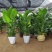 天堂鸟植物室内大型盆栽鹤望兰客厅办公室花卉网红绿植