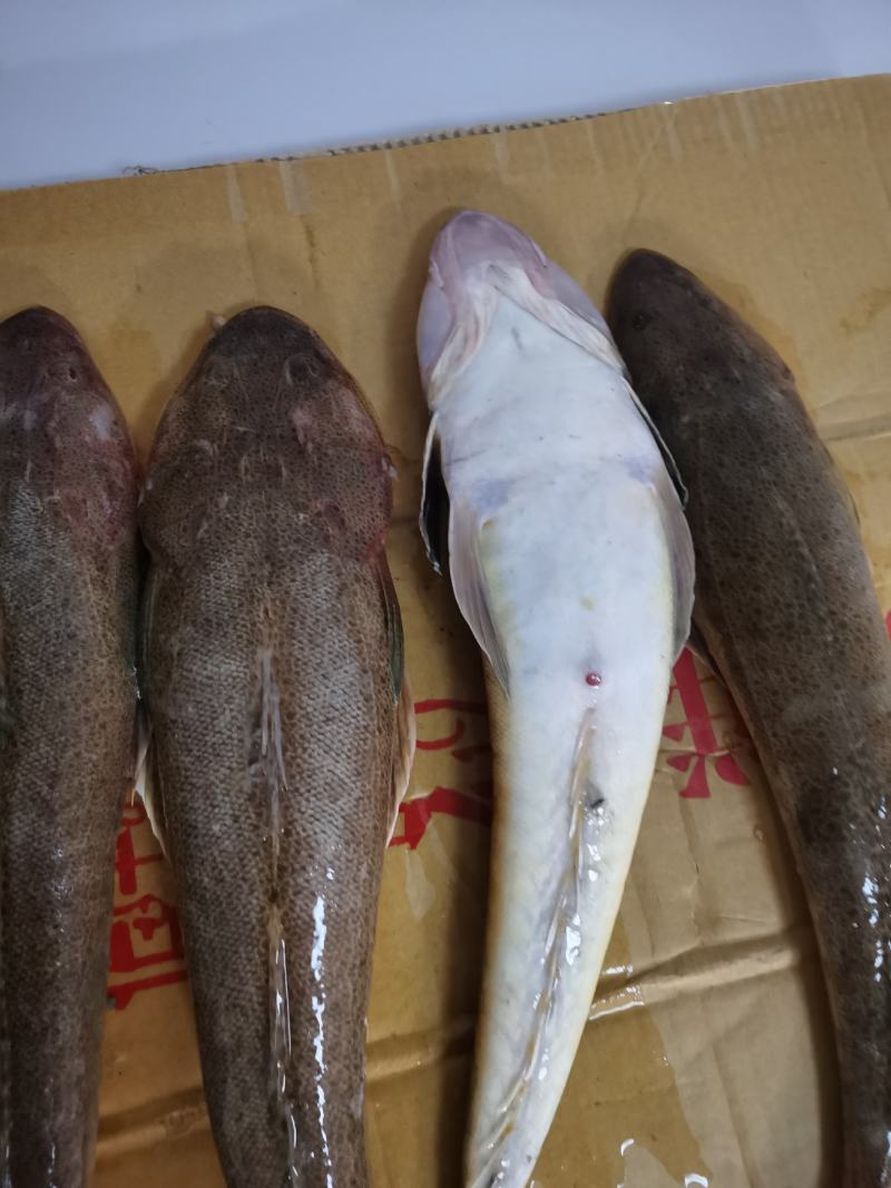 新鲜海捕牛尾鱼辫子鱼狗腿鱼纯净海域深海牛尾鱼