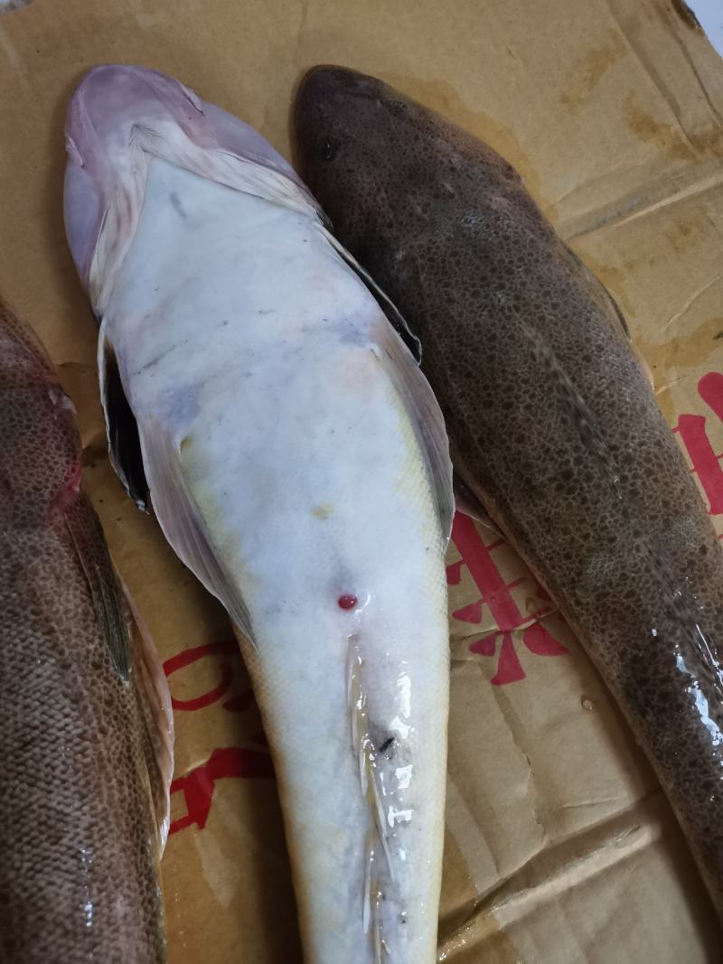 新鲜海捕牛尾鱼辫子鱼狗腿鱼纯净海域深海牛尾鱼