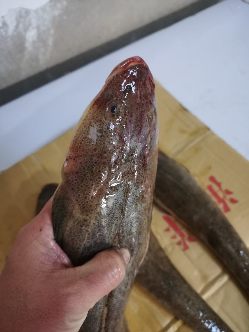 新鲜海捕牛尾鱼辫子鱼狗腿鱼纯净海域深海牛尾鱼