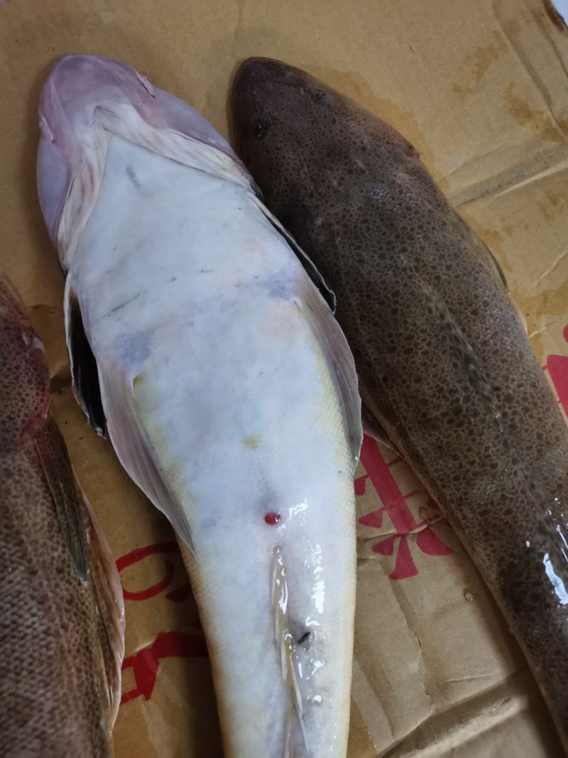 新鲜海捕牛尾鱼辫子鱼狗腿鱼纯净海域深海牛尾鱼