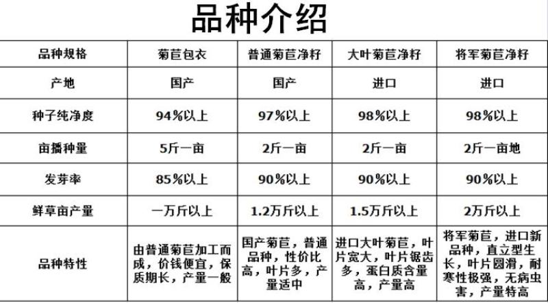 进口将军菊苣种子大叶菊苣多年生四季牧草种子猪牛羊鸡鸭鹅鱼