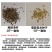 进口将军菊苣种子大叶菊苣多年生四季牧草种子猪牛羊鸡鸭鹅鱼