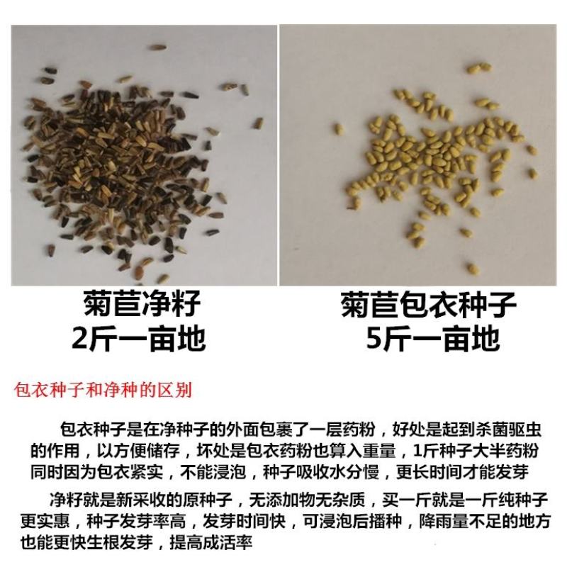 进口将军菊苣种子大叶菊苣多年生四季牧草种子猪牛羊鸡鸭鹅鱼