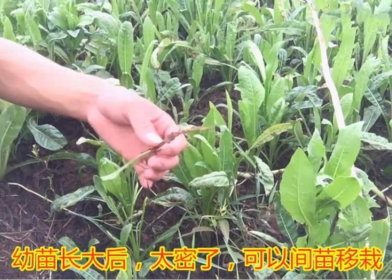 进口将军菊苣种子大叶菊苣多年生四季牧草种子猪牛羊鸡鸭鹅鱼