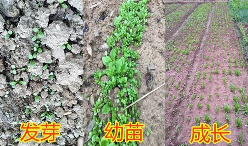 进口将军菊苣种子大叶菊苣多年生四季牧草种子猪牛羊鸡鸭鹅鱼