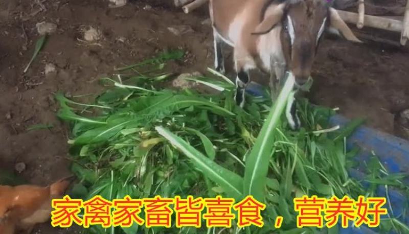 进口将军菊苣种子大叶菊苣多年生四季牧草种子猪牛羊鸡鸭鹅鱼