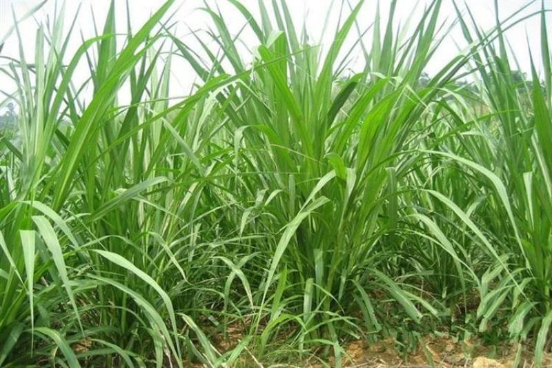 多年生牧草种子美洲杂交草狼尾草种子四季常青鸡鸭鹅牛羊鱼草