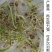多年生牧草种子美洲杂交草狼尾草种子四季常青鸡鸭鹅牛羊鱼草