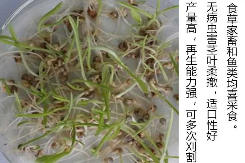 多年生牧草种子美洲杂交草狼尾草种子四季常青鸡鸭鹅牛羊鱼草