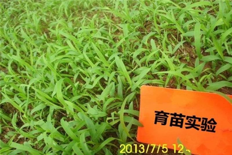 多年生牧草种子美洲杂交草狼尾草种子四季常青鸡鸭鹅牛羊鱼草