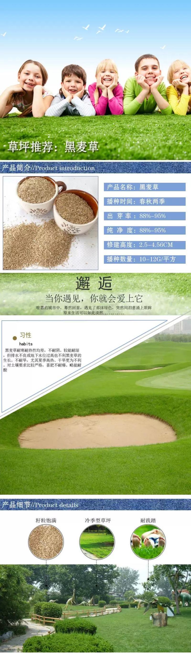 进口草坪种子黑麦草种子草籽耐磨耐践踏再生力强小区工程绿化