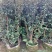 杜鹃树桩，绿化，造型，福建龙岩永福基地直销