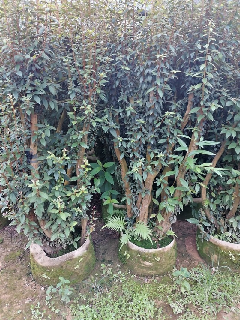 杜鹃树桩，绿化，造型，福建龙岩永福基地直销