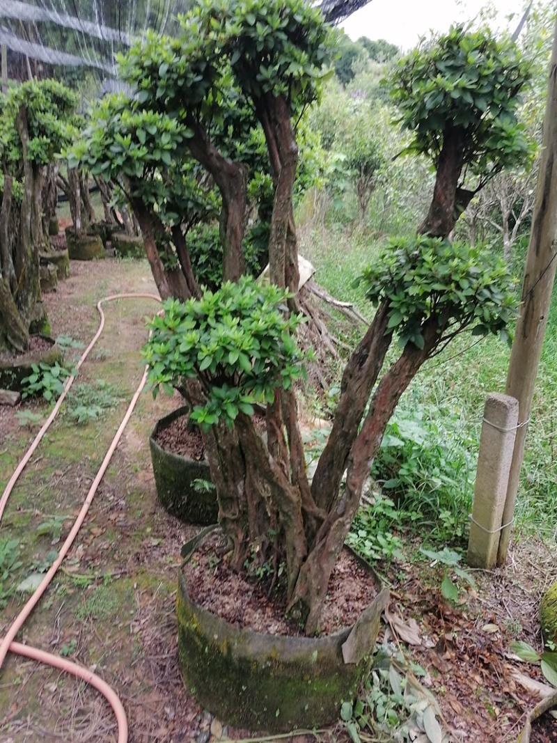 杜鹃树桩，绿化，造型，福建龙岩永福基地直销