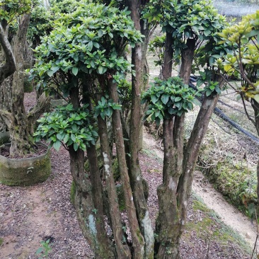 杜鹃树桩，绿化，造型，福建龙岩永福基地直销