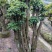 杜鹃树桩，绿化，造型，福建龙岩永福基地直销