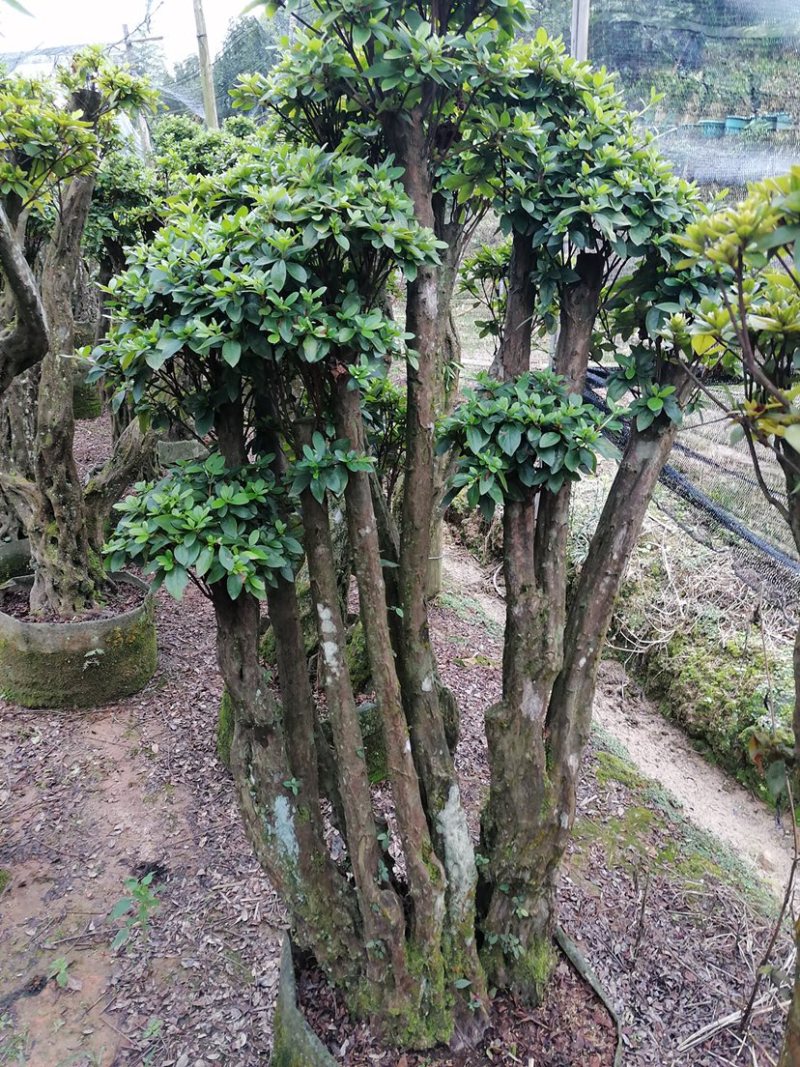 杜鹃树桩，绿化，造型，福建龙岩永福基地直销