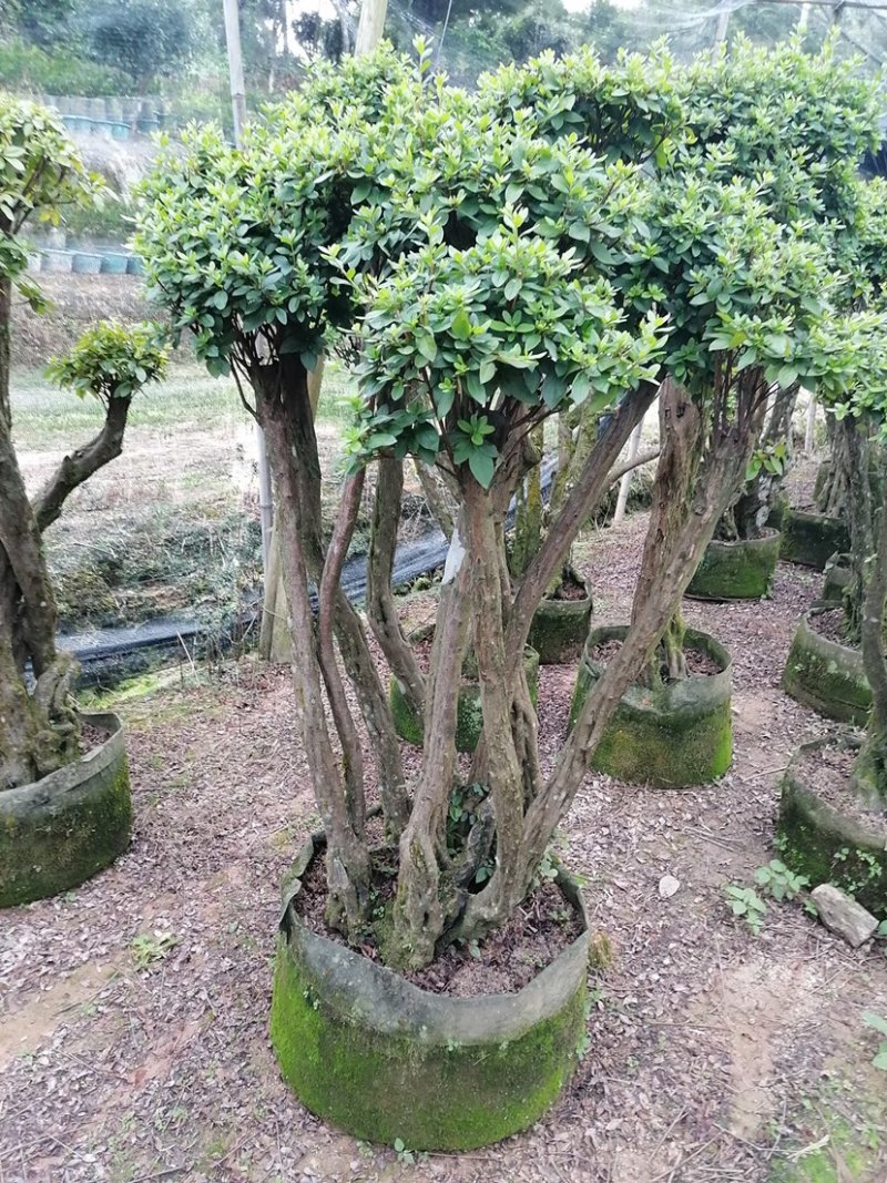 杜鹃树桩，绿化，造型，福建龙岩永福基地直销