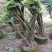 杜鹃树桩，绿化，造型，福建龙岩永福基地直销