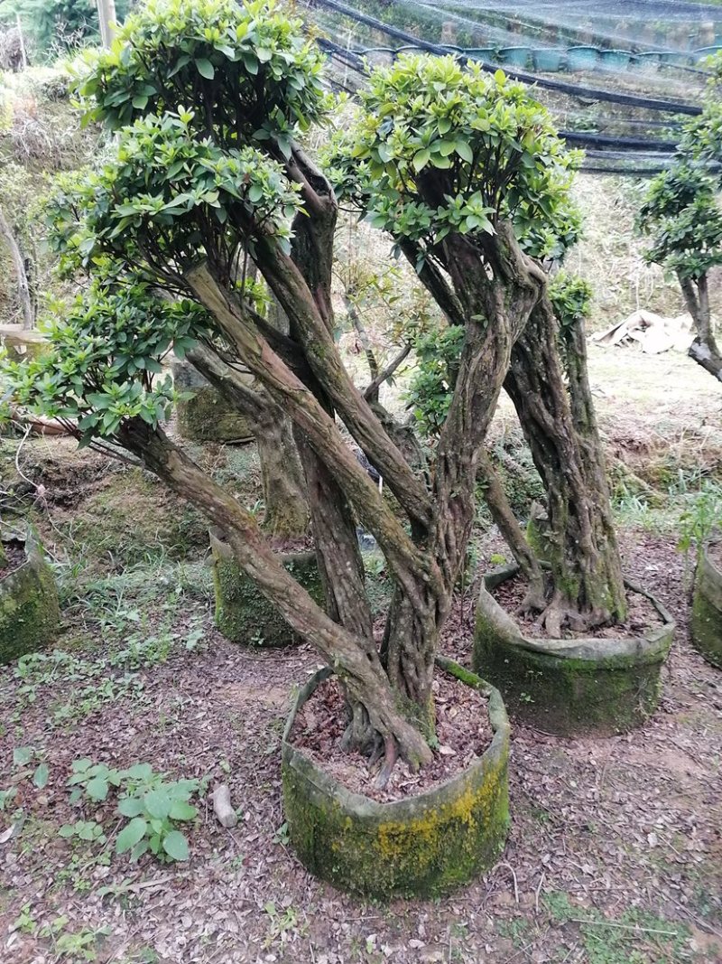 杜鹃树桩，绿化，造型，福建龙岩永福基地直销