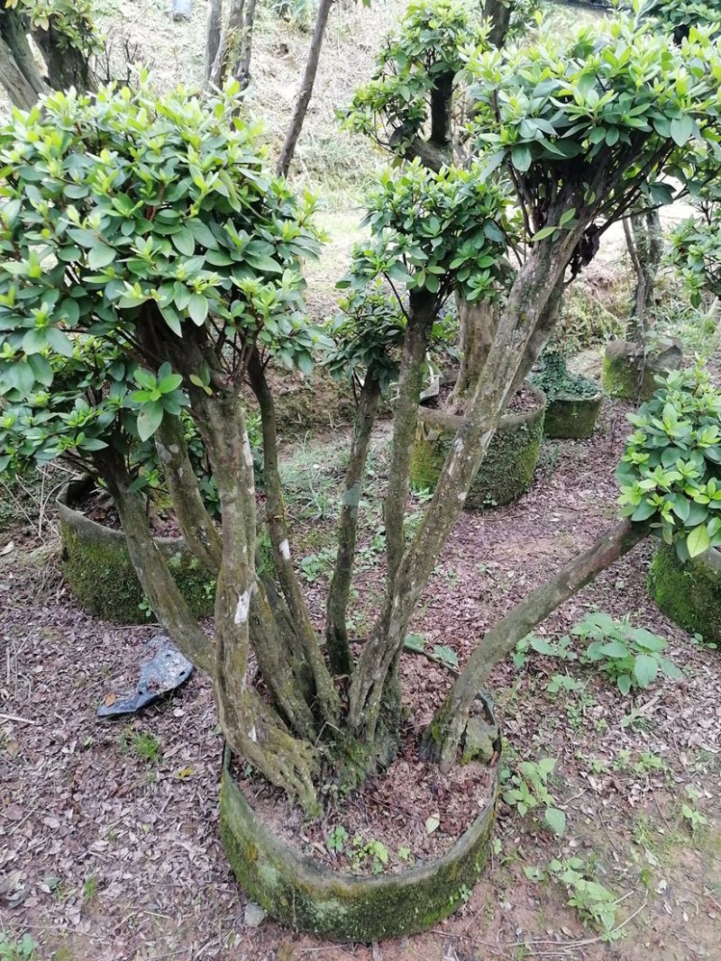 杜鹃树桩，绿化，造型，福建龙岩永福基地直销