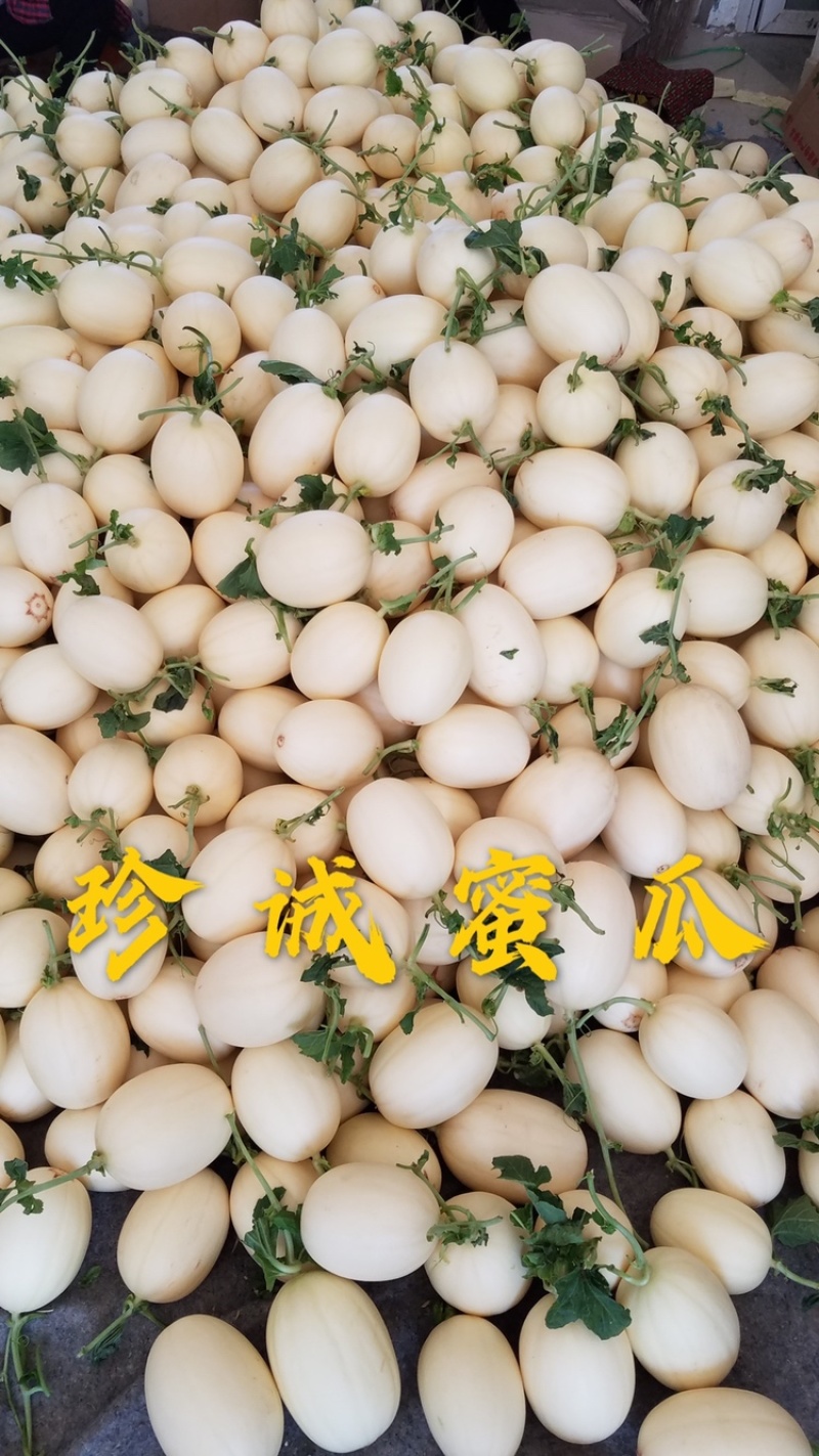 百万亩脆梨甜瓜翠梨甜瓜红金蜜甜瓜大量供应实力代办