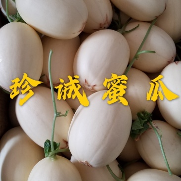万亩东方蜜甜瓜白里透红大量供货专业代收品质保证