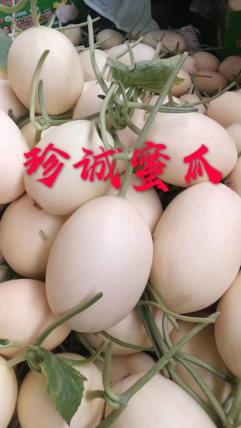红金蜜甜瓜、红肉脆梨、专业供应，欢迎合作
