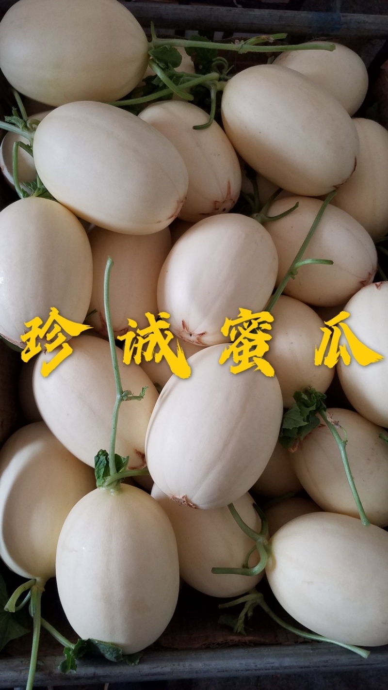 红金蜜甜瓜、红肉脆梨、专业供应，欢迎合作