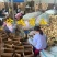 百万亩脆梨甜瓜翠梨甜瓜红金蜜甜瓜大量供应实力代办